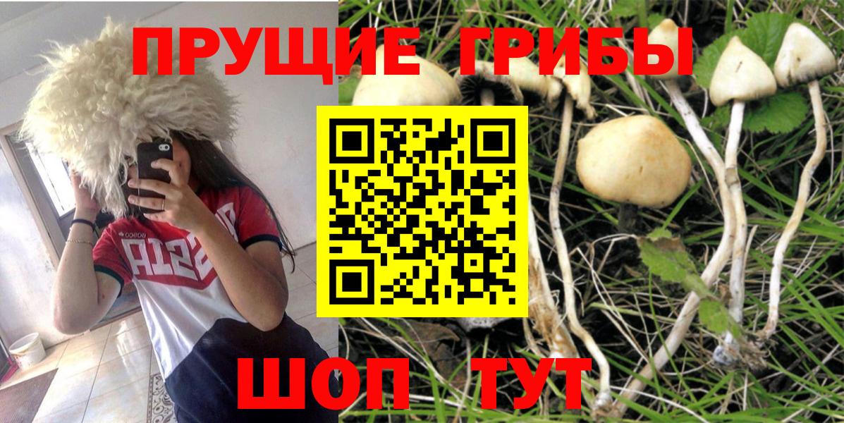 Лесозаводск  Псилоцибиновые грибы Psilocybine cubensis  Вход с VPN 
